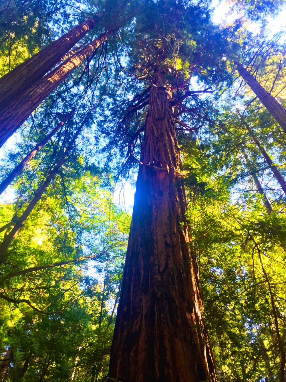 redwood tree, rooted, New Self, Soul Retrieval, Shamanic Healing, Spirit Guides, Energy Healing, Octavia Brooks, Self Awareness